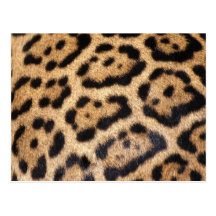 Jaguar Fur Photo Print Postcard