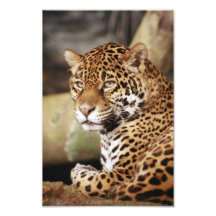 Jaguar Photo
