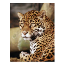 Jaguar Postcard