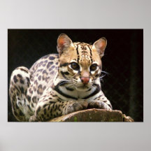 Jaguatirica. Posters