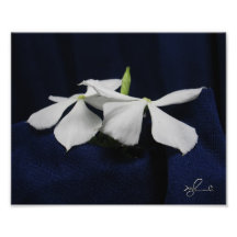 Jamaican Beautiful Flowers 1 Photo Art