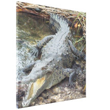 Jamaican Salt Water Crocodile Canvas Prints