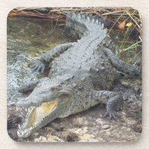 Jamaican Salt Water Crocodile Coasters