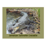 Jamaican Salt Water Crocodile Postcard
