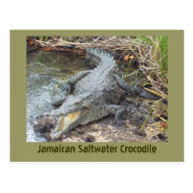 Jamaican Salt Water Crocodile Postcard