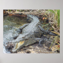 Jamaican Salt Water Crocodile Print