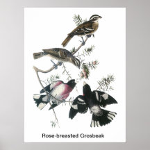 James Aubudon Rose-breasted Grosbeak Print