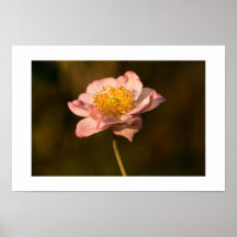 Japanese Anemone Poster