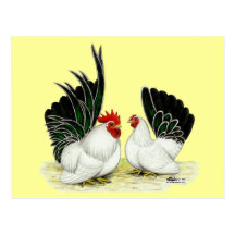 Japanese Blacktail Bantams Post Cards