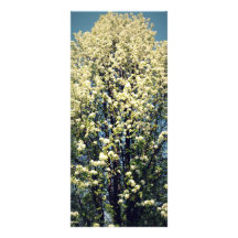 Japanese Blossom Tree Rack Card