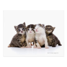 Japanese cat postcards