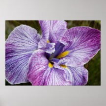 Japanese Iris Posters