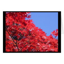 Japanese Maple Cards
