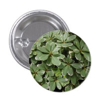 Japanese Mock Orange Button
