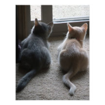 Jasper & Kaylee Kitten Announcements