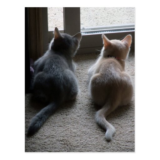 Jasper & Kaylee Kitten Blank Postcard
