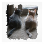 Jasper & Kaylee Kitten Invites