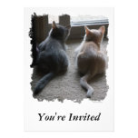 Jasper & Kaylee Kitten "You're Invited" Invitation