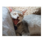 Jasper Yawning Kitten Photo Postcard