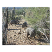 Javelina Photograph