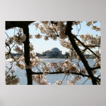 Jefferson Cherry Blossom Posters