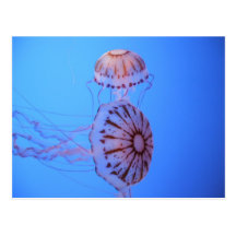Jelly Fish - Monterey Bay, CA Post Cards