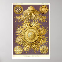 Jellyfish - Discomedusae - Ernst Haeckel Poster