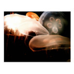 Jellyfish Postcard