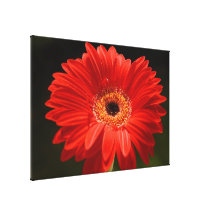 Jerbera Canvas Prints