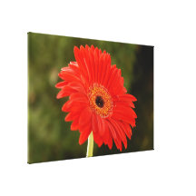 Jerbera Stretched Canvas Print