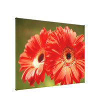 Jerbera Stretched Canvas Prints