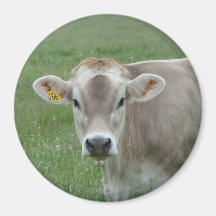 Jersey Cow Magnet