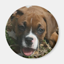 Jersey the Boxer Magnet