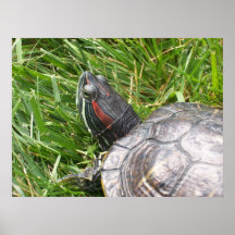 Jo the Turtle Poster