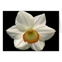 Jonquil/Daffodil Cards