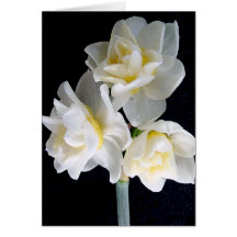 Jonquil Flower - Ecclesiastes 3:1 Greeting Cards