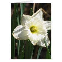 Jonquil Flower Greeting Card
