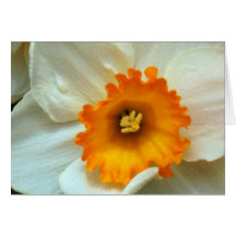 Jonquil Golden White Cards