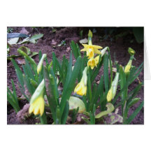 Jonquils Card