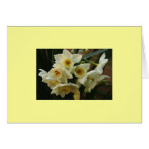 Jonquil's Greeting Card