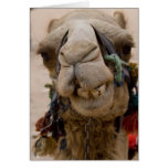 Jordan, Ancient Nabataean city of Petra. Local Card