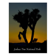Joshua Tree National Park, California Postcard