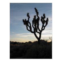 Joshua Tree National Park Post Card