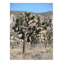 Joshua Tree National Park Postcard