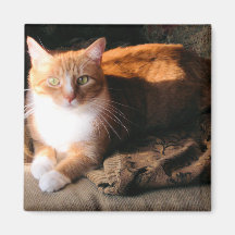 JT the Cat Refrigerator Magnet