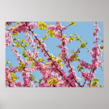 Judas Tree Flower And Leaves Poster