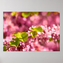 Judas Tree Flower And Leaves Posters