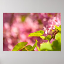 Judas Tree Flower And Leaves Print