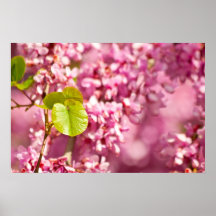 Judas Tree Flower And Leaves Print