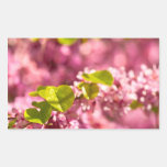 Judas Tree Flower And Leaves Rectangle Stickers